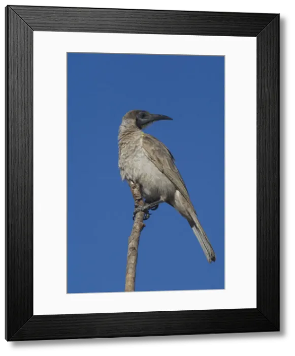 Framed Print : Little Friarbird A bird of open forests, dry grassy woodlands, wet woodlands, mangroves and gardens. Nomadic, following flowering trees. Pugnacious and noisy. Will drive smaller honeyeaters away from flowers Framed Print : Little Friarbird A bird of open forests, dry grassy woodlands, wet woodlands, mangroves and gardens. Nomadic, following flowering trees. Pugnacious and noisy. Will drive smaller honeyeaters away from flowers