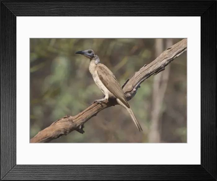 Framed Print : Little Friarbird A bird of open forests, dry grassy woodlands, wet woodlands, mangroves and gardens. Nomadic, following flowering trees. Pugnacious and noisy. Will drive smaller honeyeaters away from flowers Framed Print : Little Friarbird A bird of open forests, dry grassy woodlands, wet woodlands, mangroves and gardens. Nomadic, following flowering trees. Pugnacious and noisy. Will drive smaller honeyeaters away from flowers