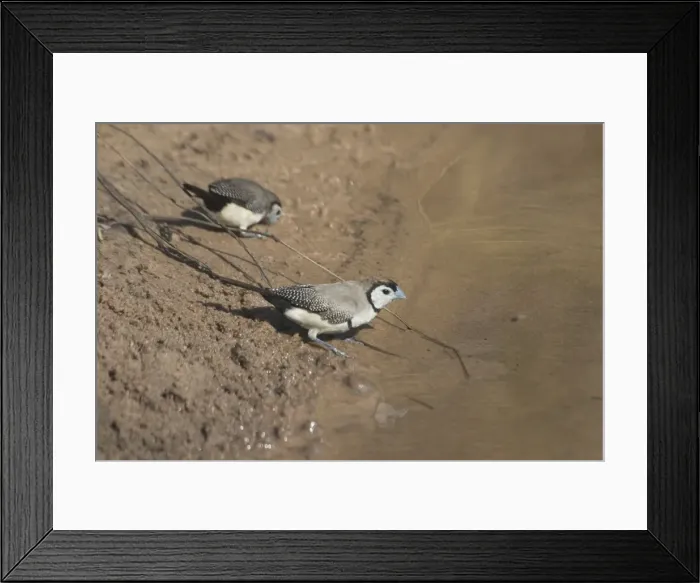 Framed Print : Double-barred Finch Kupungarri, Kimberleys, Western Australia. Inhabits dry grassy woodlands, open forest, scrub, farmlands throughout northern and eastern Australia Framed Print : Double-barred Finch Kupungarri, Kimberleys, Western Australia. Inhabits dry grassy woodlands, open forest, scrub, farmlands throughout northern and eastern Australia