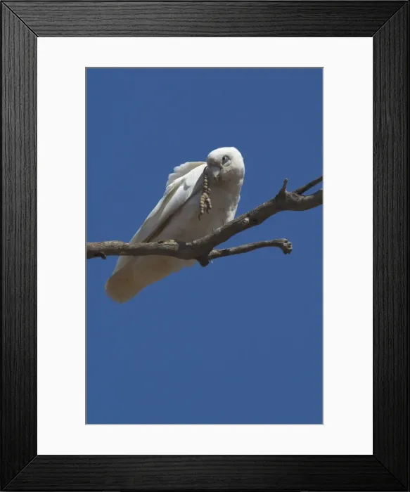 Framed Print : Little Corella - scratching head. Found throughout most of Australia in dry woodland, mulga and mallee. Also around inland farm bores and tree-lined watercourses. Kimberleys, Western Australia Framed Print : Little Corella - scratching head. Found throughout most of Australia in dry woodland, mulga and mallee. Also around inland farm bores and tree-lined watercourses. Kimberleys, Western Australia