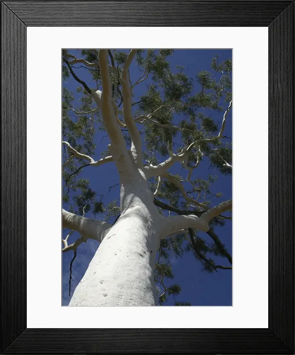 Framed Print : Ghost Gum - 33m tall. 300 years old. Largest in the East MacDonnell Ranges. Named after the gleaming white bark. Trephina Gorge Nature Park. Found only in central and northern Australia. Northern Territory, Australia Framed Print : Ghost Gum - 33m tall. 300 years old. Largest in the East MacDonnell Ranges. Named after the gleaming white bark. Trephina Gorge Nature Park. Found only in central and northern Australia. Northern Territory, Australia