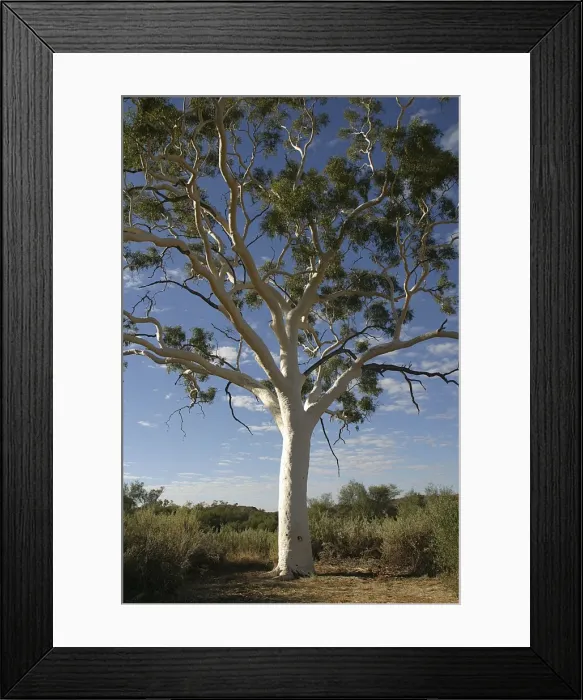 Framed Print : Ghost Gum - Named after the glistening white bark. Found only in central and northern Australia. Trephina Gorge Nature Park, Northern Territory, Australia Framed Print : Ghost Gum - Named after the glistening white bark. Found only in central and northern Australia. Trephina Gorge Nature Park, Northern Territory, Australia