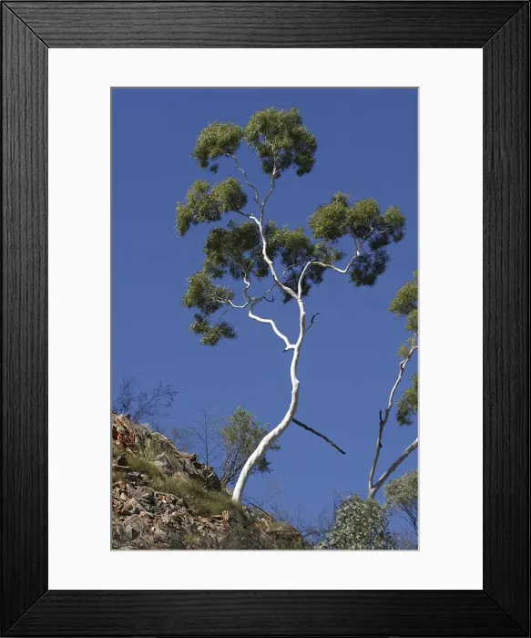 Framed Print : Ghost Gum - Named after the glisteneing white bark. Found only in central and northern areas of Australia. Fringe Lily Gorge, West MacDonnell National Park, Northern Territory, Australia Framed Print : Ghost Gum - Named after the glisteneing white bark. Found only in central and northern areas of Australia. Fringe Lily Gorge, West MacDonnell National Park, Northern Territory, Australia