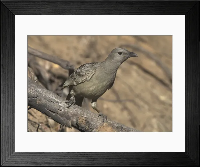 Framed Print : Great Bowerbird Found across northern Australia from the Kimberleys to north Queensland. Inhabits dry woodlands, low open forests, mangroves and tropical gardens. Kimberleys, Western Australia Framed Print : Great Bowerbird Found across northern Australia from the Kimberleys to north Queensland. Inhabits dry woodlands, low open forests, mangroves and tropical gardens. Kimberleys, Western Australia
