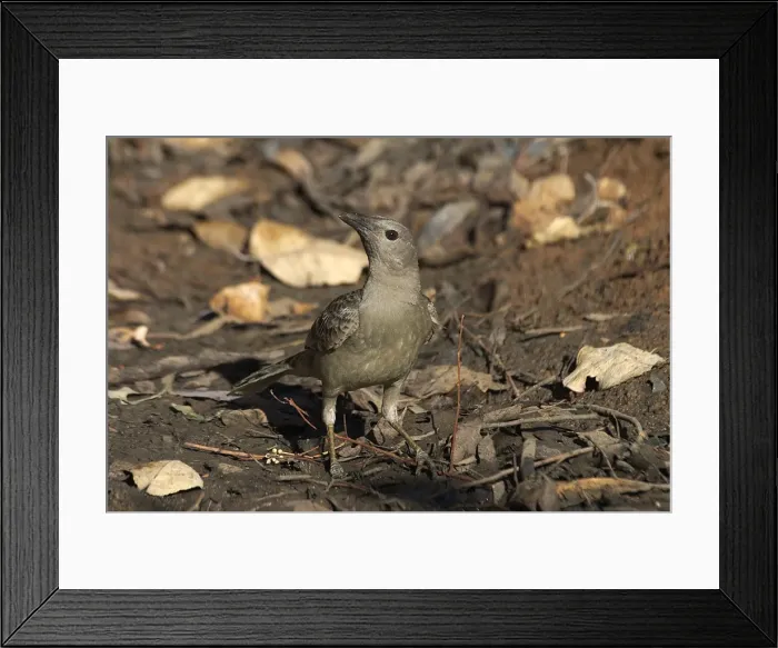 Framed Print : Great Bowerbird - Drinking at a remnant pool in an otherwise dry riverbed. Found across northern Australia from the Kimberleys to north Queensland Framed Print : Great Bowerbird - Drinking at a remnant pool in an otherwise dry riverbed. Found across northern Australia from the Kimberleys to north Queensland