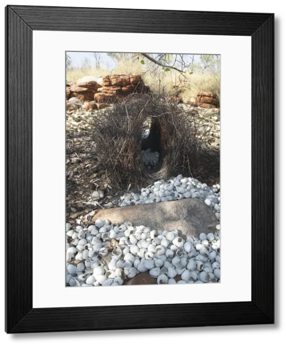 Framed Print : Great Bowerbird's bower - This bower was placed under the spreading branches of a tree. Decorated with hundreds of white shells and a few other white objects such as a skull and bones Framed Print : Great Bowerbird's bower - This bower was placed under the spreading branches of a tree. Decorated with hundreds of white shells and a few other white objects such as a skull and bones