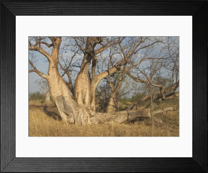 Framed Print : Baobab Tree with multiple trunks - Known as Boab Tree in Australia where it is the only species. Named after the explorer A. C. Gregory. All leaves are shed in the dry season. The large white flowers occur in the wet season Framed Print : Baobab Tree with multiple trunks - Known as Boab Tree in Australia where it is the only species. Named after the explorer A. C. Gregory. All leaves are shed in the dry season. The large white flowers occur in the wet season