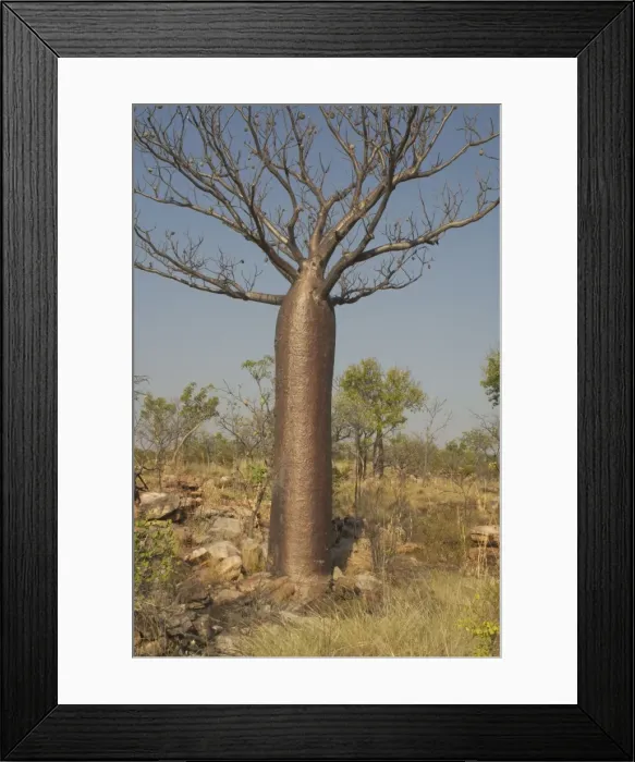Framed Print : Baobab Tree - Known as Boab Tree in Australia where it is the only species. Named after the explorer A. C. Gregory. All leaves are shed in the dry season. The large white flowers occur in the wet season Framed Print : Baobab Tree - Known as Boab Tree in Australia where it is the only species. Named after the explorer A. C. Gregory. All leaves are shed in the dry season. The large white flowers occur in the wet season