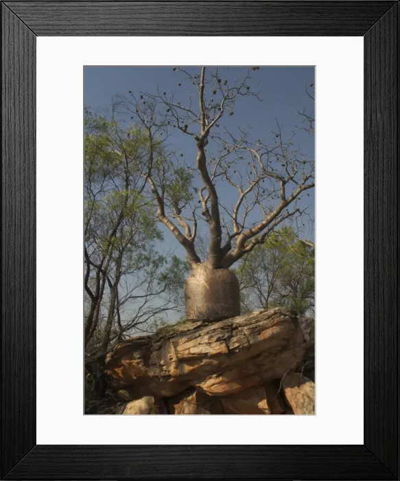 Framed Print : Baobab Tree - Known as Boab Tree in Australia where it is the only species. Named after the explorer A. C. Gregory. All leaves are shed in the dry season. The large white flowers occur in the wet season Framed Print : Baobab Tree - Known as Boab Tree in Australia where it is the only species. Named after the explorer A. C. Gregory. All leaves are shed in the dry season. The large white flowers occur in the wet season