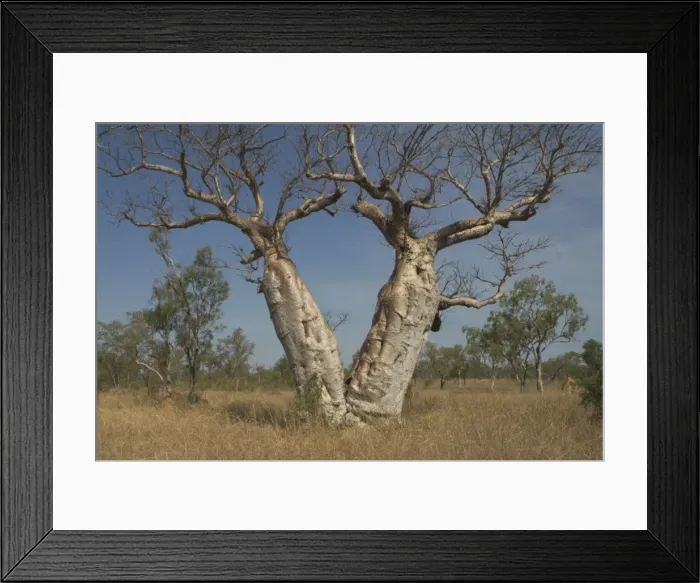 Framed Print : Twin Baobab Trees - Known as Boab Tree in Australia where it is the only species. Named after the explorer A. C. Gregory. All leaves are shed in the dry season. The large white flowers occur in the wet season Framed Print : Twin Baobab Trees - Known as Boab Tree in Australia where it is the only species. Named after the explorer A. C. Gregory. All leaves are shed in the dry season. The large white flowers occur in the wet season