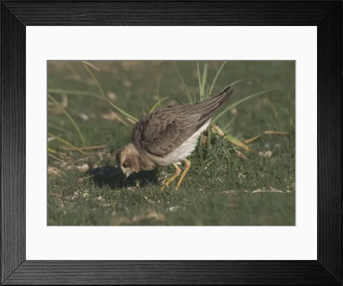 Framed Print : Oriental Plover - Non-breeding plumage. Also known as Oriental Dotterel or Eastern Sand Plover. Photographed 15 September, recently arrived in Australia from N China and Mongolia Framed Print : Oriental Plover - Non-breeding plumage. Also known as Oriental Dotterel or Eastern Sand Plover. Photographed 15 September, recently arrived in Australia from N China and Mongolia