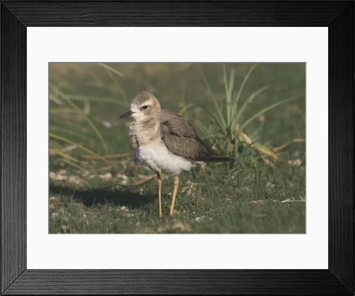 Framed Print : Oriental Plover - Also known as Oriental Dotterel or Eastern Sand Plover. Non-breeding plumage. Photographed 15 September, recently arrived in Australia from N China and Mongolia Framed Print : Oriental Plover - Also known as Oriental Dotterel or Eastern Sand Plover. Non-breeding plumage. Photographed 15 September, recently arrived in Australia from N China and Mongolia