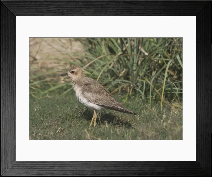 Framed Print : Oriental Plover - Also known as Oriental Dotterel or Eastern Sand Plover. Non-breeding plumage. Photographed 15 September, recently arrived in Australia from N China and Mongolia Framed Print : Oriental Plover - Also known as Oriental Dotterel or Eastern Sand Plover. Non-breeding plumage. Photographed 15 September, recently arrived in Australia from N China and Mongolia
