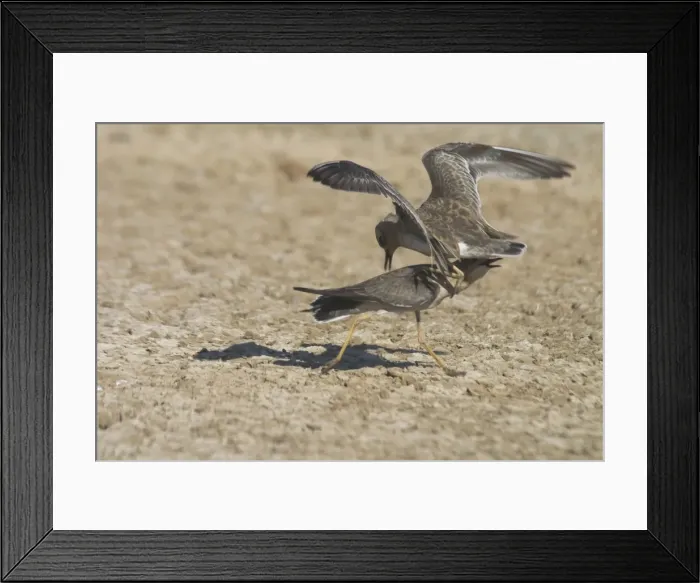 Framed Print : Oriental Plovers - Also known as Oriental Dotterel or Easterm Sand Plover. Non-breeding plumage. These 2 birds showing mild aggression Photographed 15 September, recently arrived in Australia from N China and Mongolia