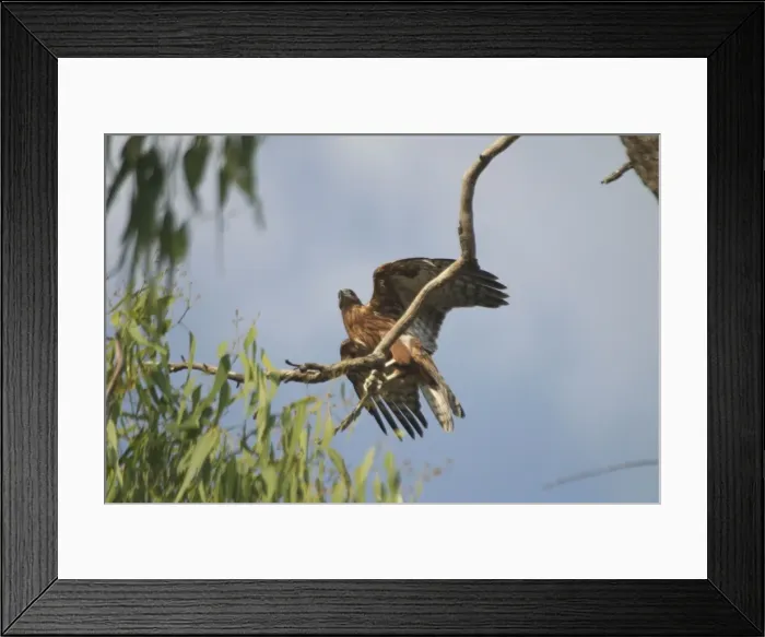 Framed Print : Red Goshawk - male. Female is a powerful raptor taking prey up to Brush Turkey size. At Mataranka, Northern Territory, Australia. Inhabits woodlands especially with some water and good bird populations Framed Print : Red Goshawk - male. Female is a powerful raptor taking prey up to Brush Turkey size. At Mataranka, Northern Territory, Australia. Inhabits woodlands especially with some water and good bird populations
