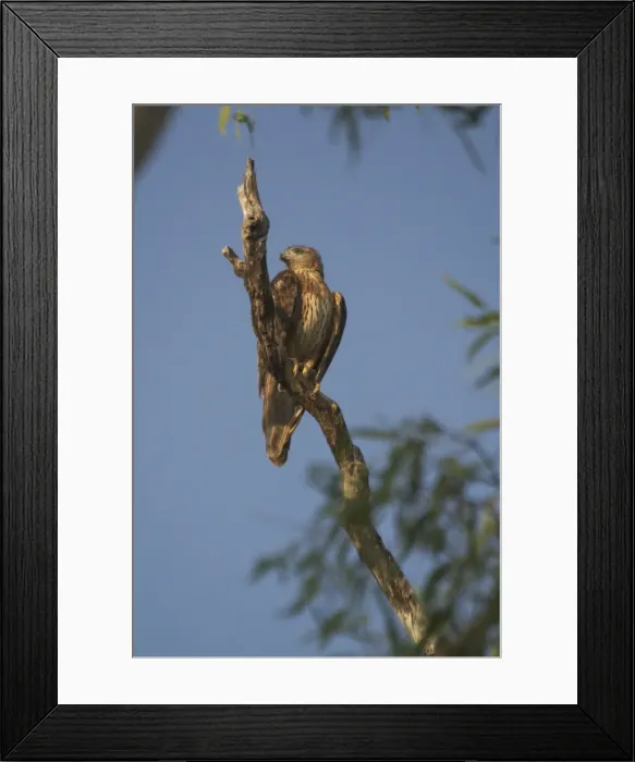 Framed Print : Red Goshawk - female. Female is a powerful raptor taking prey up to Brush Turkey size. At Mataranka, Northern Territory, Australia. Inhabits woodlands especially with some water and good bird populations Framed Print : Red Goshawk - female. Female is a powerful raptor taking prey up to Brush Turkey size. At Mataranka, Northern Territory, Australia. Inhabits woodlands especially with some water and good bird populations