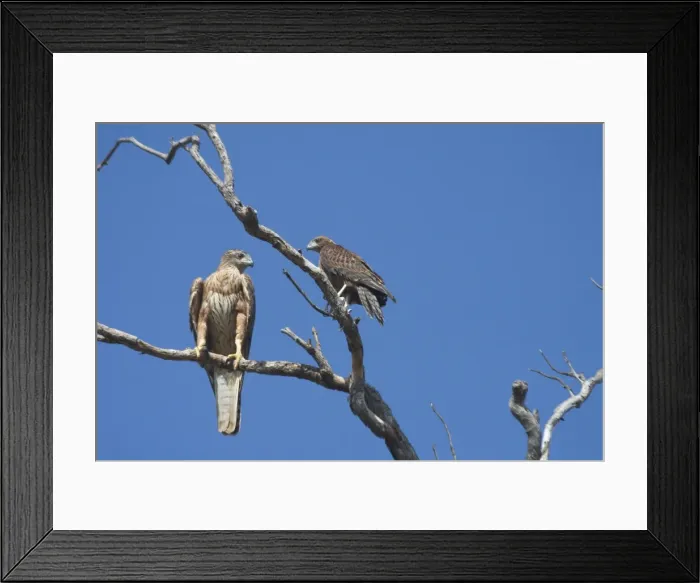 Framed Print : Red Goshawk - female and male. Female is a powerful raptor taking prey up to Brush Turkey size. This picture shows the huge disparity in size of a large female and small male Framed Print : Red Goshawk - female and male. Female is a powerful raptor taking prey up to Brush Turkey size. This picture shows the huge disparity in size of a large female and small male