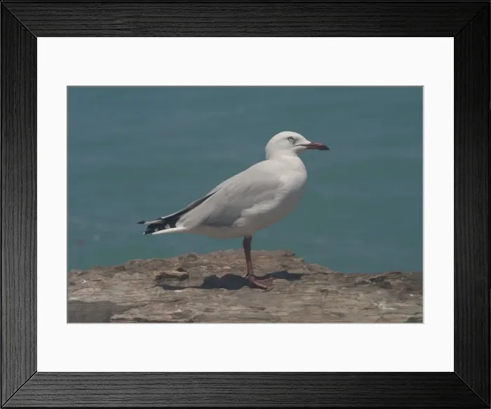 Framed Print : Silver Gull - Gregarious, bold, noisy opportunistic and adaptable. Photographed at Roebuck Bay, Broome, Western Australia. Widespread around all of Australia being abundant in the south but less common in the tropical north Framed Print : Silver Gull - Gregarious, bold, noisy opportunistic and adaptable. Photographed at Roebuck Bay, Broome, Western Australia. Widespread around all of Australia being abundant in the south but less common in the tropical north