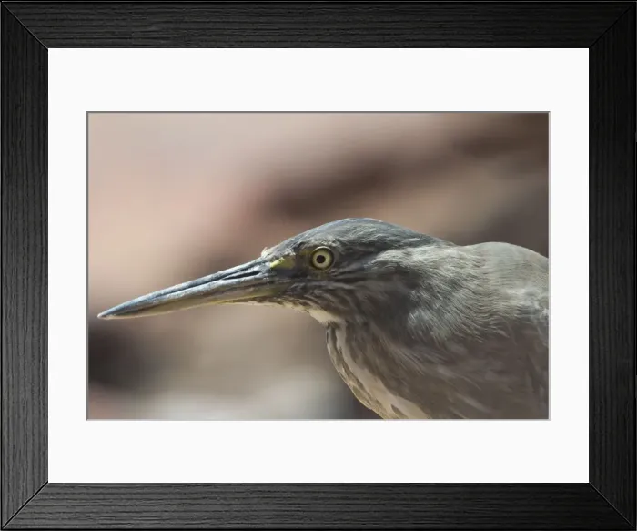 Framed Print : Striated Heron - This bird was roosting among rocks at high tide when nearby mudflats were inundated. Roebuck Bay, northern Western Australia. Confined to coastal regions of northern and eastern Australia and sometimes adjacent wetlands Framed Print : Striated Heron - This bird was roosting among rocks at high tide when nearby mudflats were inundated. Roebuck Bay, northern Western Australia. Confined to coastal regions of northern and eastern Australia and sometimes adjacent wetlands