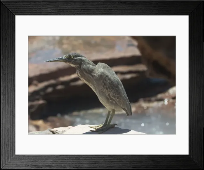 Framed Print : Striated Heron Roebuck Bay, northern Western Australia. Confined to coastal regions of northern and eastern Australia and sometimes adjacent wetlands. Commonly near mangroves. Often secretive but will forage along channels in mudflats Framed Print : Striated Heron Roebuck Bay, northern Western Australia. Confined to coastal regions of northern and eastern Australia and sometimes adjacent wetlands. Commonly near mangroves. Often secretive but will forage along channels in mudflats