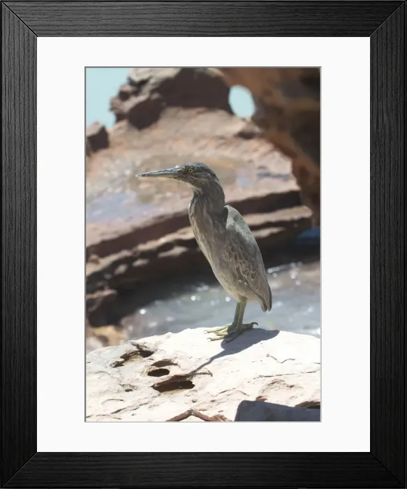Framed Print : Striated Heron Roebuck Bay, northern Western Australia. Confined to coastal regions of northern and eastern Australia and sometimes adjacent wetlands. Commonly near mangroves. Often secretive but will forage along channels in mudflats Framed Print : Striated Heron Roebuck Bay, northern Western Australia. Confined to coastal regions of northern and eastern Australia and sometimes adjacent wetlands. Commonly near mangroves. Often secretive but will forage along channels in mudflats
