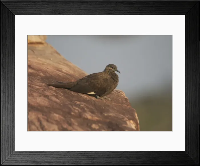 Framed Print : White-Quilled Rock-Pigeon Australian endemic confined to the extreme northeast of Western Australia. Restricted habitat includes rugged sandstone escarpment country. Also gullies and gorges with pockets of forest Framed Print : White-Quilled Rock-Pigeon Australian endemic confined to the extreme northeast of Western Australia. Restricted habitat includes rugged sandstone escarpment country. Also gullies and gorges with pockets of forest