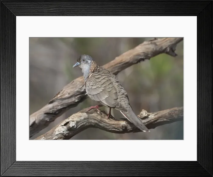 Framed Print : Bar-shouldered Dove Found across the north and east of Australia. Common in the north less so in the southeast. Inhabits dry woodlands, mallee, coastal scrub and inland spinifex scrub. Usually near water especially inland Framed Print : Bar-shouldered Dove Found across the north and east of Australia. Common in the north less so in the southeast. Inhabits dry woodlands, mallee, coastal scrub and inland spinifex scrub. Usually near water especially inland