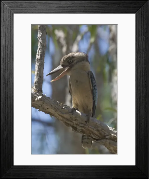 Framed Print : Blue-winged Kookaburra Found in tropical northern and eastern Australia. Inhabits tropical open forests and woodlands. Also paperbark swamps and tree-lined rivers. Photographed at Manning Gorge, Kimberleys, Western Australia Framed Print : Blue-winged Kookaburra Found in tropical northern and eastern Australia. Inhabits tropical open forests and woodlands. Also paperbark swamps and tree-lined rivers. Photographed at Manning Gorge, Kimberleys, Western Australia