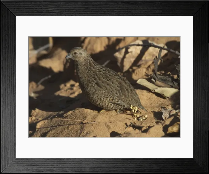 Framed Print : Brown Quail Found in most States of Australia except rare in South Australia and within a few hundred kilometers of the coast Absent from a huge area of central and western Australia Framed Print : Brown Quail Found in most States of Australia except rare in South Australia and within a few hundred kilometers of the coast Absent from a huge area of central and western Australia