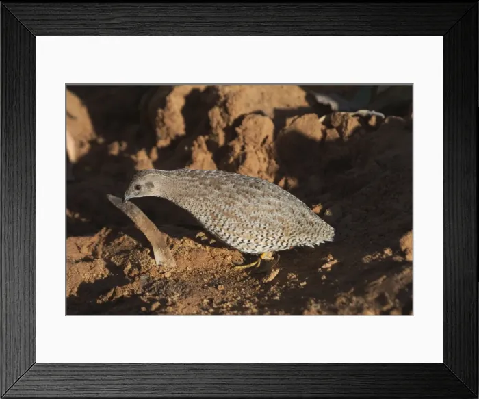 Framed Print : Brown Quail Found in most States of Australia except rare in South Australia and within a few hundred kilometers of the coast Absent from a huge area of central and western Australia Framed Print : Brown Quail Found in most States of Australia except rare in South Australia and within a few hundred kilometers of the coast Absent from a huge area of central and western Australia