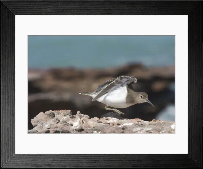 Framed Print : Common Sandpiper A generally uncommon migrant around rocky coastlines but avoiding long sandy beaches and wide mudflats. Also found inland along muddy billabong margins and edges of rivers Framed Print : Common Sandpiper A generally uncommon migrant around rocky coastlines but avoiding long sandy beaches and wide mudflats. Also found inland along muddy billabong margins and edges of rivers