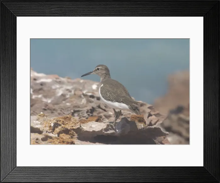 Framed Print : Common Sandpiper A generally uncommon migrant around rocky coastlines but avoiding long sandy beaches and wide mudflats. Also found inland along muddy billabong margins and edges of rivers Framed Print : Common Sandpiper A generally uncommon migrant around rocky coastlines but avoiding long sandy beaches and wide mudflats. Also found inland along muddy billabong margins and edges of rivers