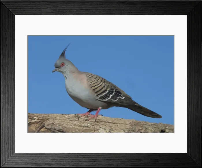 Framed Print : Crested Pigeon Found almost throughout Australia except for Western Australian deserts. Inhabits open grassy woodlands and scrublands. Around outback stations and townships. Avoids dense wet coastal forests Framed Print : Crested Pigeon Found almost throughout Australia except for Western Australian deserts. Inhabits open grassy woodlands and scrublands. Around outback stations and townships. Avoids dense wet coastal forests