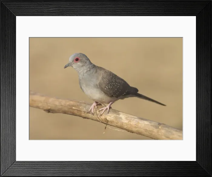 Framed Print : Diamond Dove - Australia's smallest dove. Found in large areas of Australia except to the south. Largely a bird of the dry interior but moves to coast in times of drought. Inhabits grassy and spinifex woodlands and dry scrublands Framed Print : Diamond Dove - Australia's smallest dove. Found in large areas of Australia except to the south. Largely a bird of the dry interior but moves to coast in times of drought. Inhabits grassy and spinifex woodlands and dry scrublands
