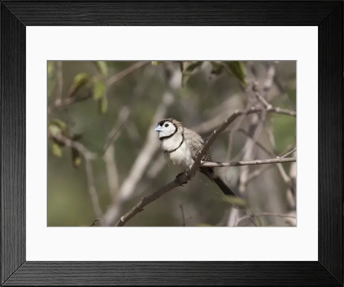 Framed Print : Double-barred Finch At Broome Bird Observatory, Kimberleys, Western Australia. Inhabits dry grassy woodlands, open forest, scrub, farmlands throughout northern and eastern Australia Framed Print : Double-barred Finch At Broome Bird Observatory, Kimberleys, Western Australia. Inhabits dry grassy woodlands, open forest, scrub, farmlands throughout northern and eastern Australia