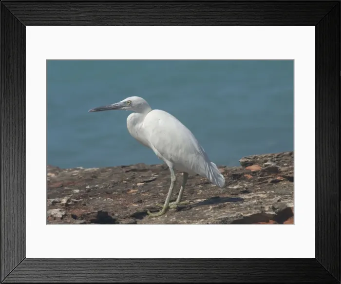 Framed Print : Eastern Reef Egret, white morph. Common around the northern and eastern coasts, less so in the south where the grey morph predominates. Rare Victoria and Tasmania. Strictly marine Framed Print : Eastern Reef Egret, white morph. Common around the northern and eastern coasts, less so in the south where the grey morph predominates. Rare Victoria and Tasmania. Strictly marine