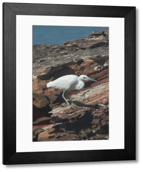 Framed Print : Eastern Reef Egret - white morph. Common around the northern and eastern coasts, less so in the south where the grey morph predominates. Rare Victoria and Tasmania. Strictly marine Framed Print : Eastern Reef Egret - white morph. Common around the northern and eastern coasts, less so in the south where the grey morph predominates. Rare Victoria and Tasmania. Strictly marine