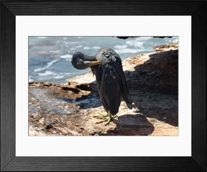 Framed Print : Eastern Reef Egret - grey morph. Common around the northern and eastern coasts, less so in the south. Rare Victoria and Tasmania. Strictly marine. Prefers rocky shores and coral reefs, but infrequent on long sandy beaches Framed Print : Eastern Reef Egret - grey morph. Common around the northern and eastern coasts, less so in the south. Rare Victoria and Tasmania. Strictly marine. Prefers rocky shores and coral reefs, but infrequent on long sandy beaches