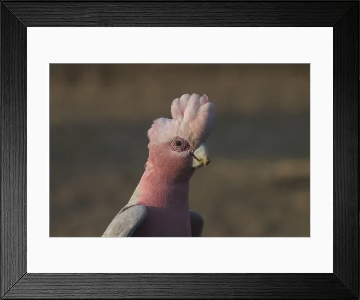 Framed Print : Galah - male. Found throughout most of Australia, but typically a bird of the interior. Found in dry open woodlands, inland stations, open shrublands, parks, and cleared coastal areas Framed Print : Galah - male. Found throughout most of Australia, but typically a bird of the interior. Found in dry open woodlands, inland stations, open shrublands, parks, and cleared coastal areas