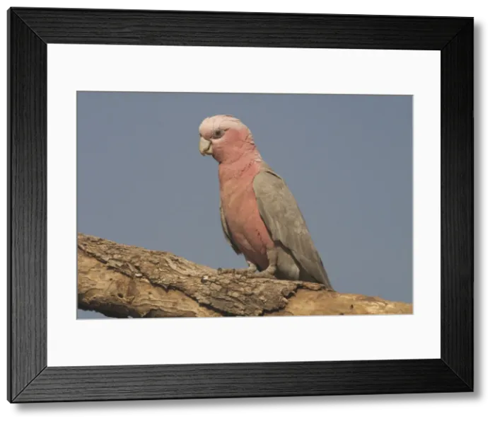 Framed Print : Galah - female. Found throughout most of Australia, but typically a bird of the interior. Found in dry open woodlands, inland stations, open shrublands, parks, and cleared coastal areas Framed Print : Galah - female. Found throughout most of Australia, but typically a bird of the interior. Found in dry open woodlands, inland stations, open shrublands, parks, and cleared coastal areas
