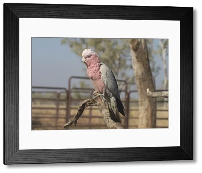 Framed Print : Galah - female. Found throughout most of Australia, but typically a bird of the interior. Found in dry open woodlands, inland stations, open shrublands, parks, and cleared coastal areas Framed Print : Galah - female. Found throughout most of Australia, but typically a bird of the interior. Found in dry open woodlands, inland stations, open shrublands, parks, and cleared coastal areas