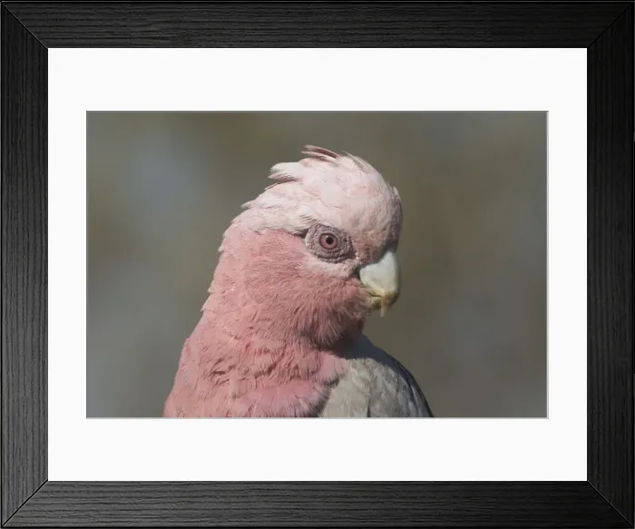 Framed Print : Galah - female. Found throughout most of Australia, but typically a bird of the interior. Found in dry open woodlands, inland stations, open shrublands, parks, and cleared coastal areas Framed Print : Galah - female. Found throughout most of Australia, but typically a bird of the interior. Found in dry open woodlands, inland stations, open shrublands, parks, and cleared coastal areas