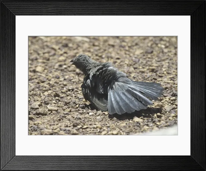 Framed Print : Apostlebird - sunbathing. A gregarious bird often in flocks of about 12 hence the name. Bustling confident and noisy birds. Carpentaria Highway, Northern Territory