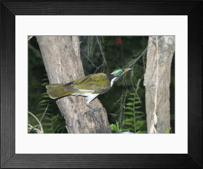 Framed Print : Blue-faced Honeyeater - near adult. This is the Northern Territory and Kimberleys subspecies with white wing patches. Large honeyeater, gregarious and aggressive. Inhabits open forests, river edge vegetation, woodlands, urban gardens Framed Print : Blue-faced Honeyeater - near adult. This is the Northern Territory and Kimberleys subspecies with white wing patches. Large honeyeater, gregarious and aggressive. Inhabits open forests, river edge vegetation, woodlands, urban gardens