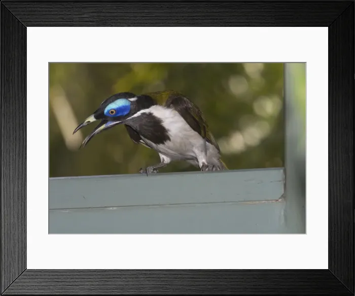 Framed Print : Blue-faced Honeyeater - This is the Northern Territory and Kimberleys subspecies with white wing patches. Large honeyeater, gregarious and aggressive. Inhabits open forests, river edge vegetation, woodlands, urban gardens Framed Print : Blue-faced Honeyeater - This is the Northern Territory and Kimberleys subspecies with white wing patches. Large honeyeater, gregarious and aggressive. Inhabits open forests, river edge vegetation, woodlands, urban gardens