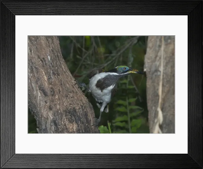 Framed Print : Blue-faced Honeyeater - near adult. This is the Northern Territory and Kimberleys subspecies with white wing patches. Large honeyeater, gregarious and aggressive. Inhabits open forests, river edge vegetation, woodlands, urban gardens Framed Print : Blue-faced Honeyeater - near adult. This is the Northern Territory and Kimberleys subspecies with white wing patches. Large honeyeater, gregarious and aggressive. Inhabits open forests, river edge vegetation, woodlands, urban gardens