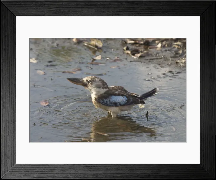 Framed Print : Blue-winged Kookaburra - Drinking at pool Reasonably common across northern and northeastern Australia. Inhabits open woodland, tree-lined watercourses, and tropical woodlands Framed Print : Blue-winged Kookaburra - Drinking at pool Reasonably common across northern and northeastern Australia. Inhabits open woodland, tree-lined watercourses, and tropical woodlands
