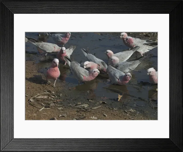 Framed Print : Galah - Drinking at waterhole Near Pine Creek, Northern Territory, Australia. Abundant throughout almost all of Australia. Typically a bird of the interior. Sometimes shot by farmers when birds descend on crops Framed Print : Galah - Drinking at waterhole Near Pine Creek, Northern Territory, Australia. Abundant throughout almost all of Australia. Typically a bird of the interior. Sometimes shot by farmers when birds descend on crops