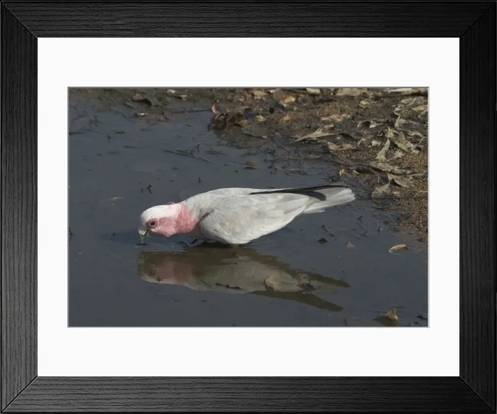 Framed Print : Galah - Drinking at waterhole. Nnear Pine Creek, Northern Territory, Australia. Abundant throughout almost all of Australia. Typically a bird of the interior. Sometimes shot by farmers when birds descend on crops Framed Print : Galah - Drinking at waterhole. Nnear Pine Creek, Northern Territory, Australia. Abundant throughout almost all of Australia. Typically a bird of the interior. Sometimes shot by farmers when birds descend on crops