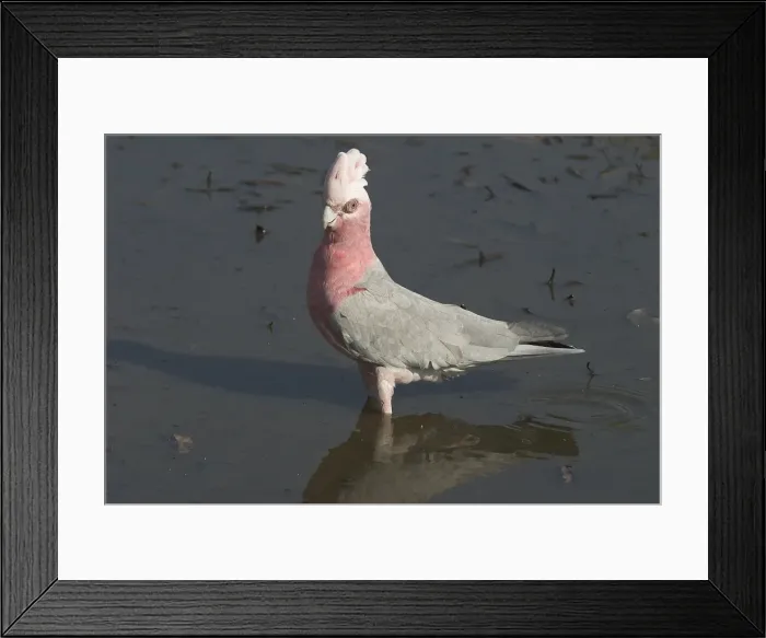 Framed Print : Galah - Drinking at waterhole. Nnear Pine Creek, Northern Territory, Australia. Abundant throughout almost all of Australia. Typically a bird of the interior. Sometimes shot by farmers when birds descend on crops Framed Print : Galah - Drinking at waterhole. Nnear Pine Creek, Northern Territory, Australia. Abundant throughout almost all of Australia. Typically a bird of the interior. Sometimes shot by farmers when birds descend on crops